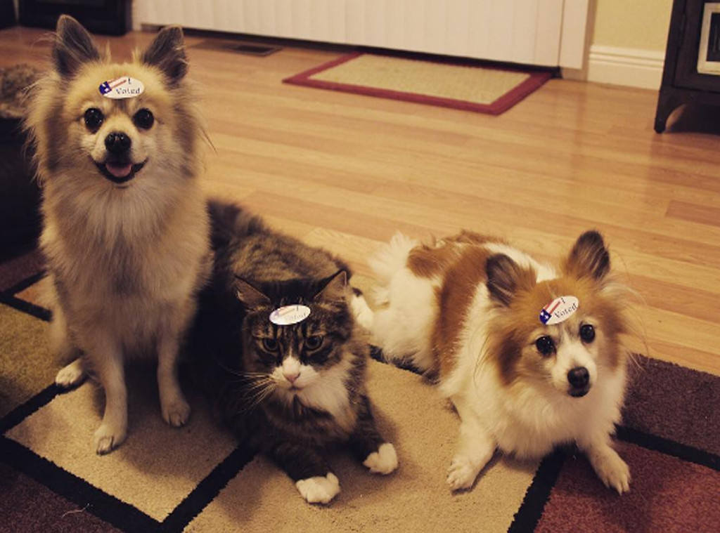 Pets Who Voted, 2016 Election Pets Who Voted, 2016 Election